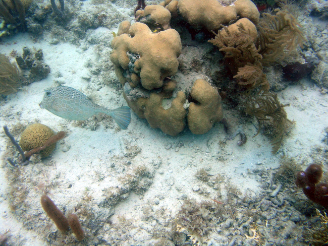 Honeycomb cowfish (Acanthostracion polygonius)