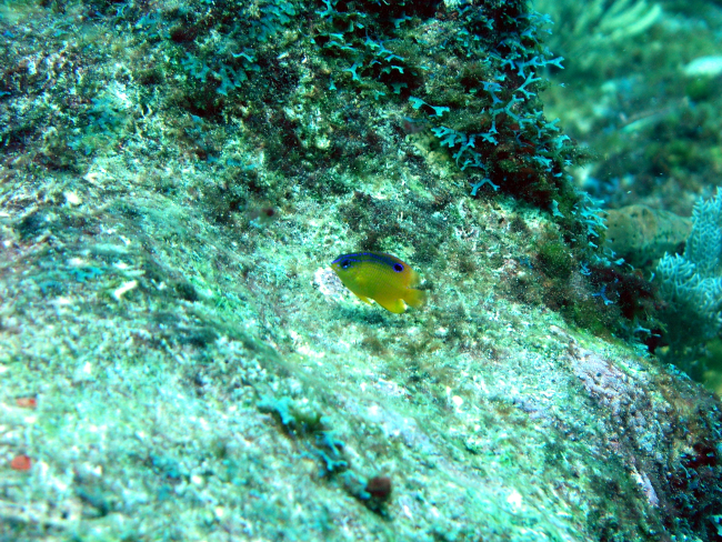 Longfin damselfish (Stegastes diencaeus)