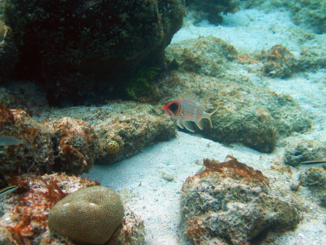 Longspine squirrelfish (Holocentrus rufus)