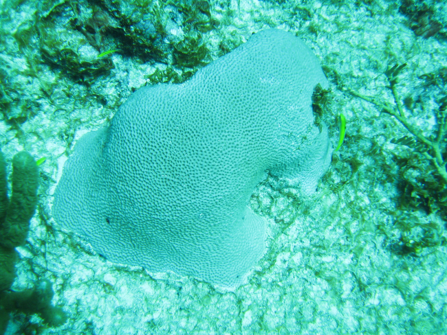 Massive star coral