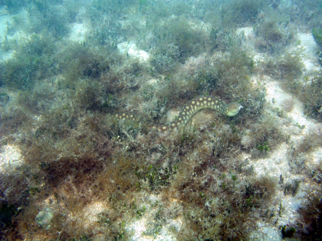 Sharptail eel (Myrichthys breviceps)