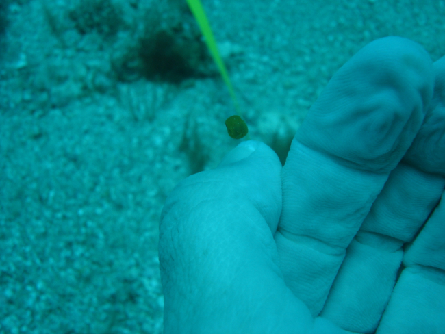 Juvenile trunkfish (Lactophrys sp