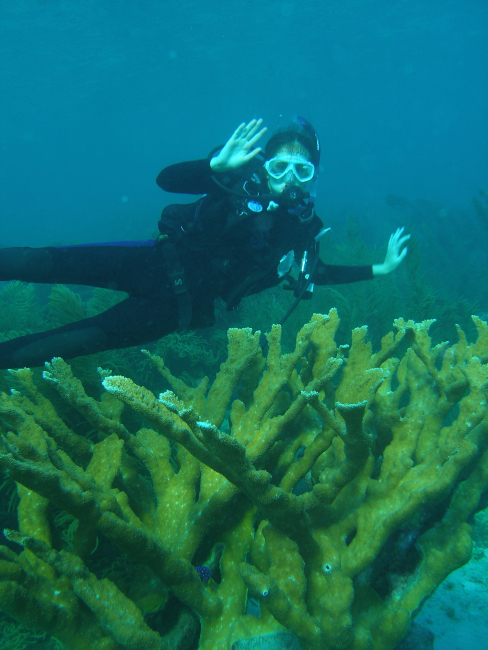 A diver passing over colony of elkhorn coral