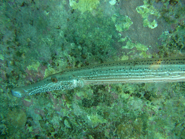 A stealthy predator, the trumpetfish likes to imitate sea whips and hide next to other fishes like parrotfish and jacks