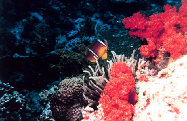 Two-banded clown fish (Amphiprion bicinctus)
