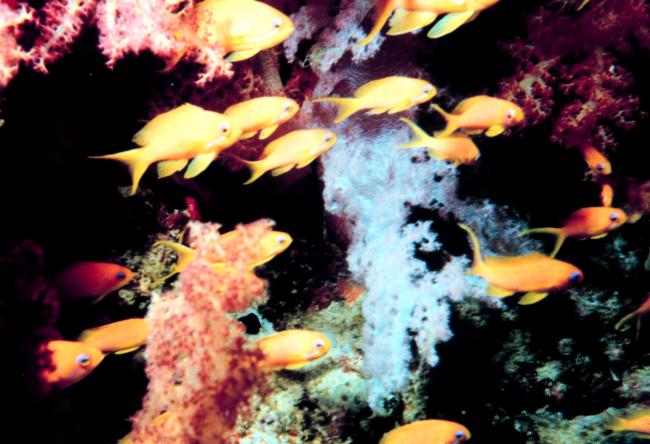 School of yellow fish in forest of soft coral