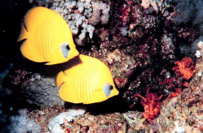 Masked or blue cheek butterfly fish (Chaetodon semilarvatus)
