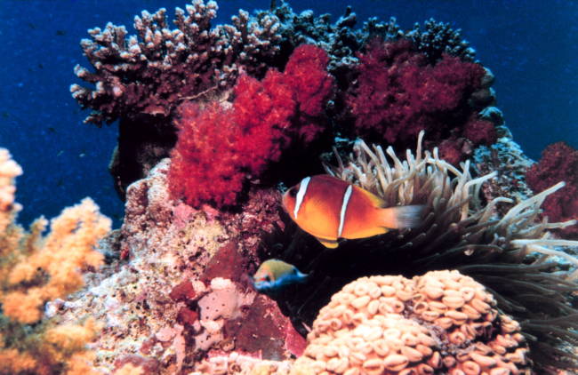 Red Sea anemone fish (Amphiprion bicinctus)