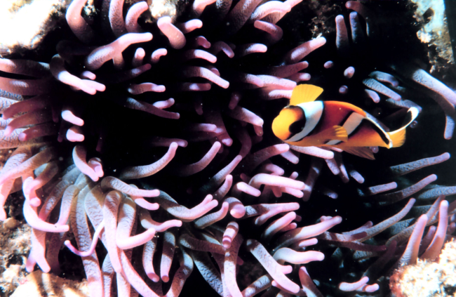 Two-banded clown fish - Amphiprion bicinctus - in sea anemone