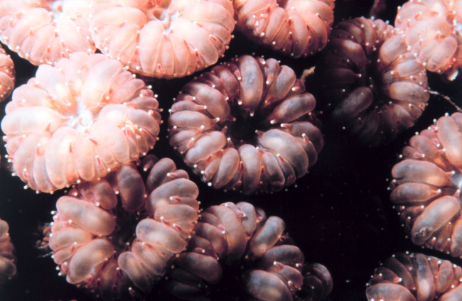 Coral polyps?