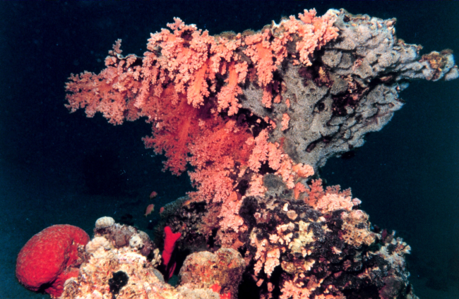 Orange soft coral and red elephant ear sponge on coral rock outcrop