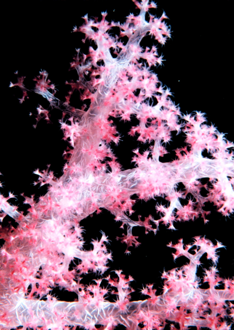 Carnation coral - Dendronephthya sp