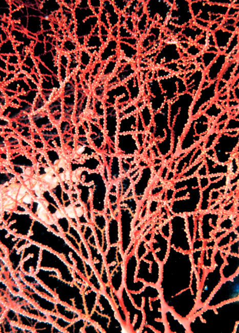 Gorgonian