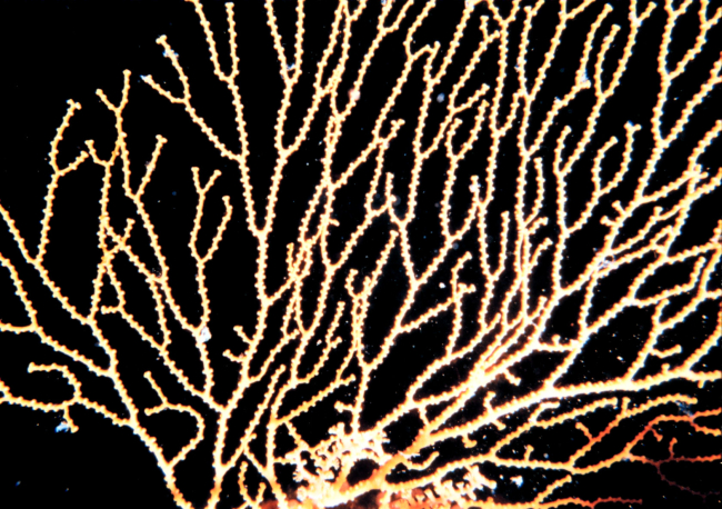 Gorgonian