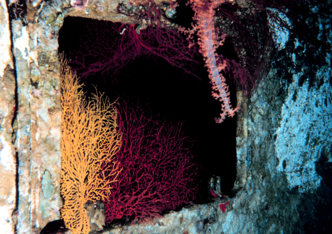 Gorgonian and soft coral on shipwreck