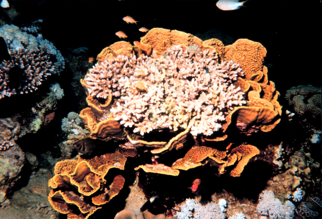 Cabbage coral with different species of coral growing inside