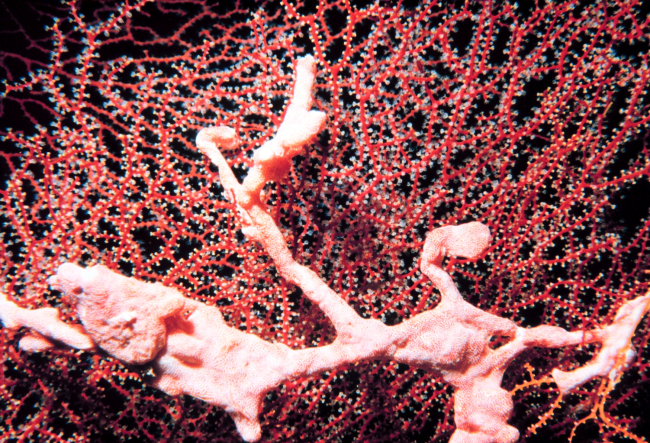 Gorgonian with polyps extended and pink sponge