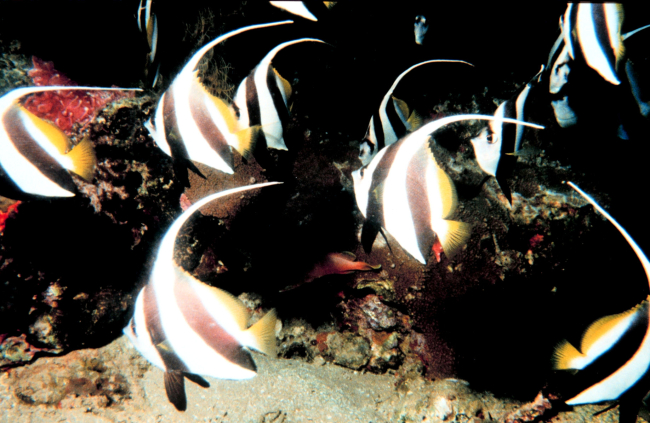 Bannerfish (Heniochus acuminatus)