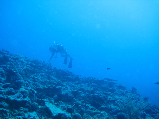 Scuba diver over reef