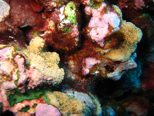 Colorful living reef scene