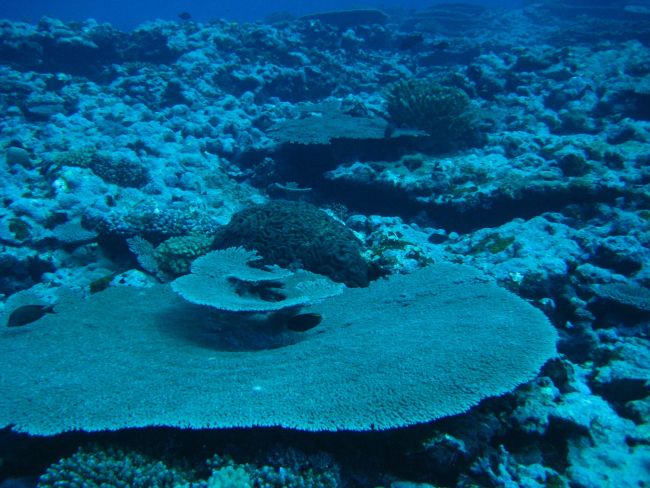 Large tabular coral