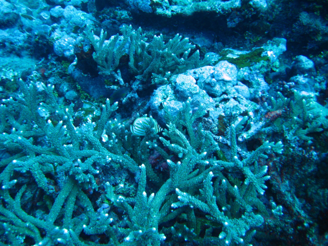Staghorn coral with ornate butterflyfish (Chaetodon ornatissimus)