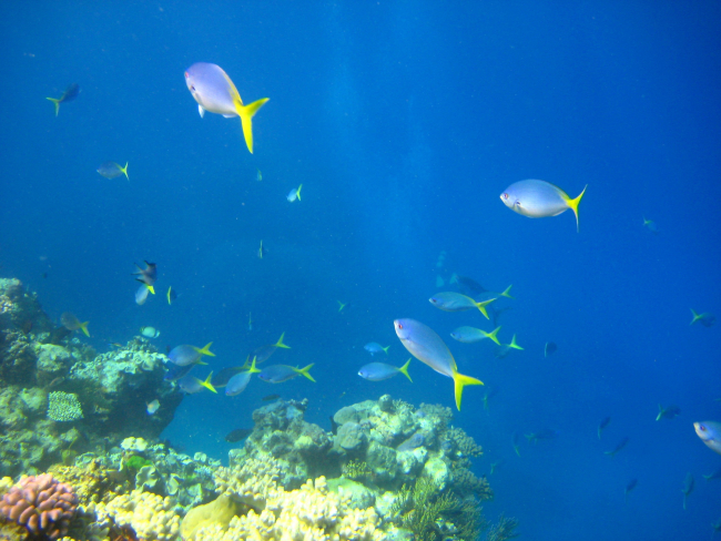 Yellow and blueback fusiliers (Caesio teres