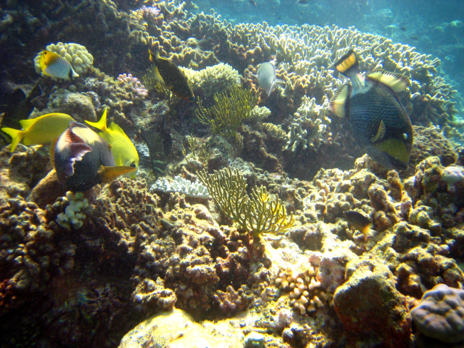 Titan triggerfish or moustache triggerfish (Balistoides viridescens) in upperright