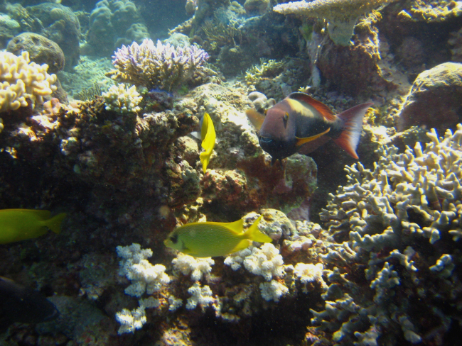 Yellow chromis and parrotfish