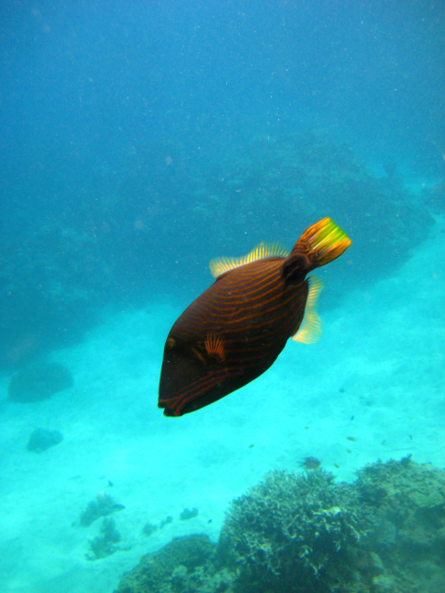 Orange-lined triggerfish (Balistrapus undulatus)
