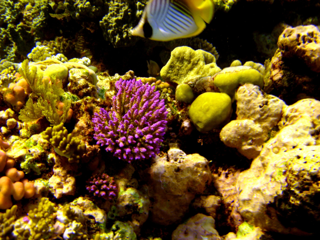 Coral reef scene with threadfin butterflyfish (Chaetodon auriga)