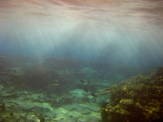 Sunlight filtering down through water onto the reef