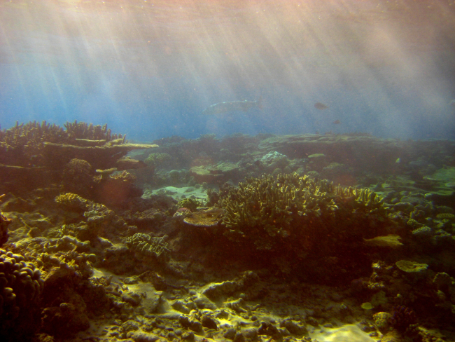 Sunlight filtering down through water onto the reef with large barracudaswimming in distance