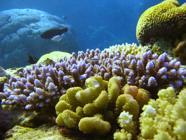 Reef scene with fish and coral