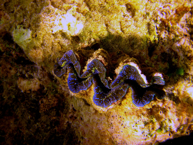 Live giant clam (Tridacna sp