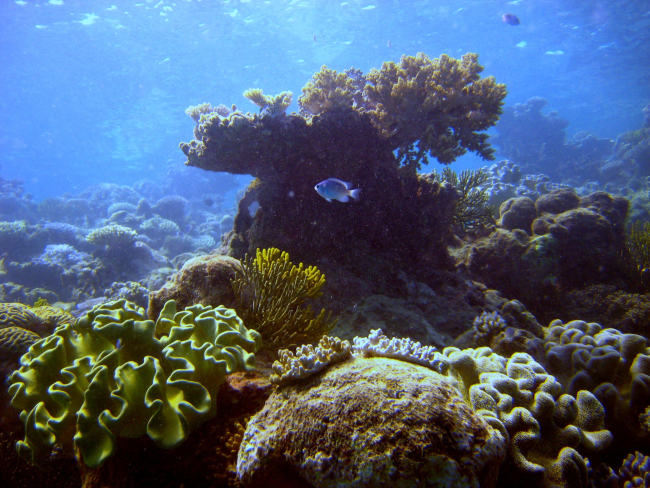 Reef scene with  damselfish (Pomacentrus sp
