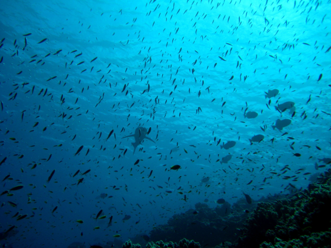 Reef scene with hundreds of small fish and shark cruising overhead