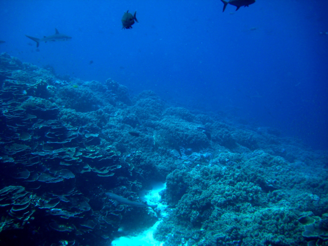 Reef scene with gray reef shark and giant trevally