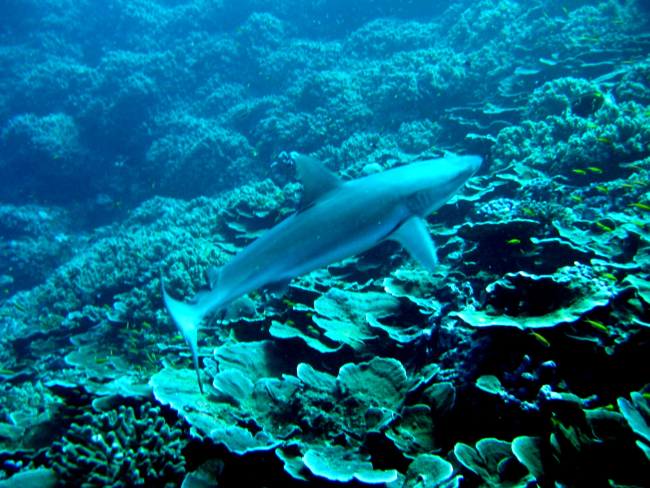 Gray reef shark (Carcharhinus amblyrhynchos) over the reef