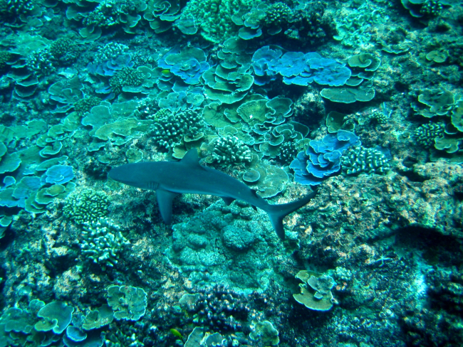 Gray reef shark (Carcharhinus amblyrhynchos) over the reef