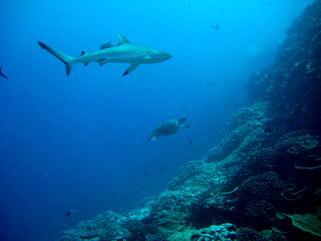 Gray reef shark and green sea turtle cruising along a near vertical reef
