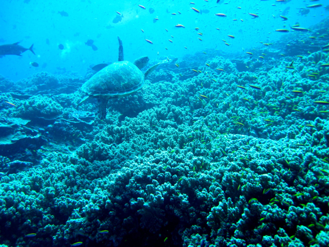 Green sea turtle cruising over the reef