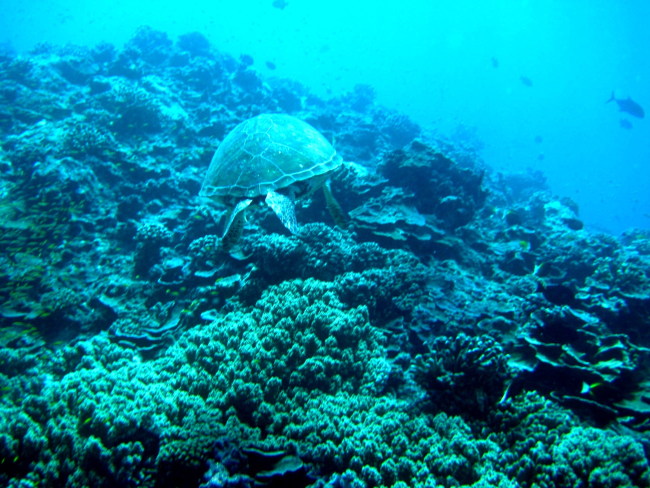 Stern view of a green sea turtle cruising over the reef