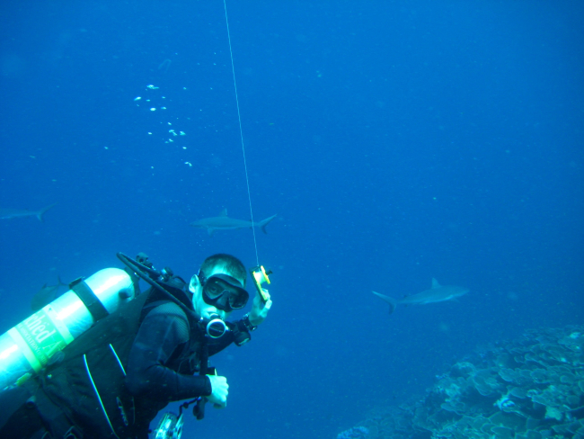 Scuba diver with gray reef sharks in background