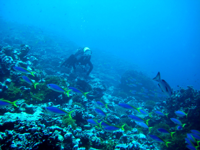 A school of blue and yellow fusiliers with a scuba diver in the distance
