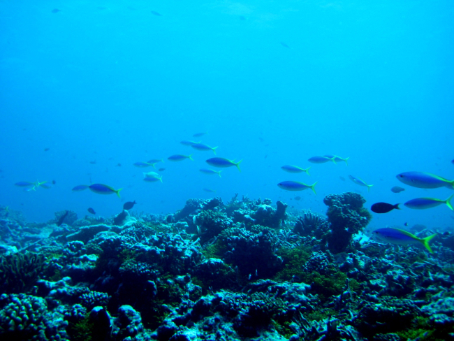 A school of blue and yellow fusiliers passing over the reef