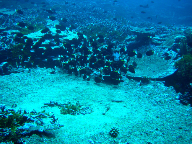 An aggregation of whitecheek surgeonfish (Acanthurus nigricans)
