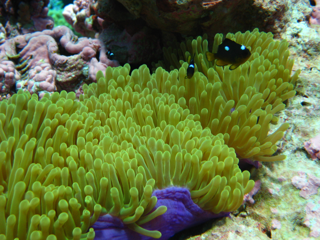 Juvenile three-spot Dascyllus damselfish (Dascyllus trimaculatus) in anemone