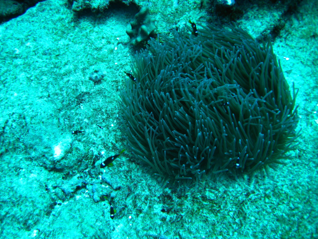 Juvenile three-spot Dascyllus damselfish (Dascyllus trimaculatus) near anemone