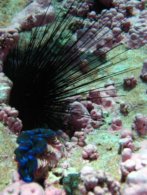 Long spined sea urchin with two giant clams (Tridacna sp